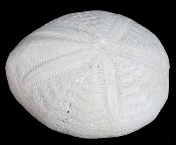Fossil Sea Urchin From Florida - Lab Prepared #9922